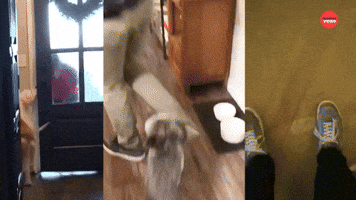 Dogs Greeting Their Humans