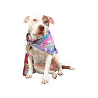 Rescue Dog Sticker by Geekster Pets