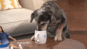 dog drinking GIF by The Meredith Vieira Show