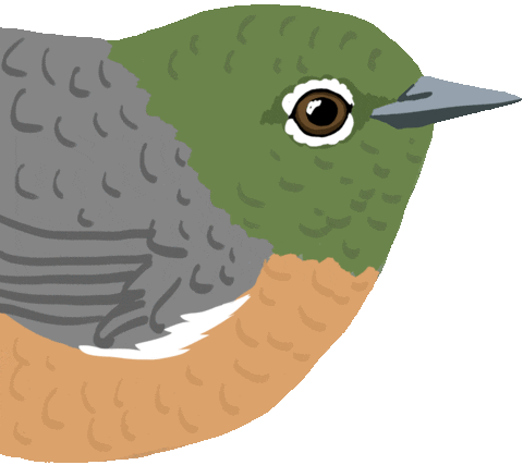 Nzbirds Newzealandbirds Sticker by Melissa Boardman