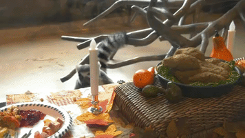 Lemurs Enjoy Thanksgiving Feast at Brookfield Zoo in Illinois