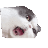 Cat Staring Sticker by In.decide