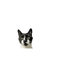 Cat Hello Sticker