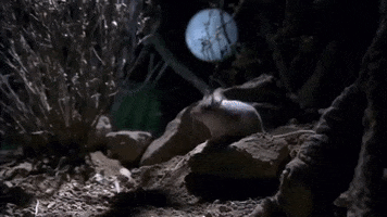 national geographic howling mouse GIF by Nat Geo Wild