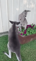 Kangaroo Slapped By Sibling