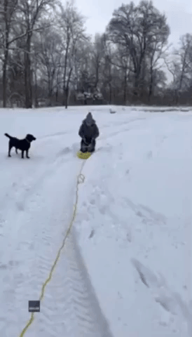 Off to the Races: Dog Goes on Sled Chase With Owner Near Cincinnati