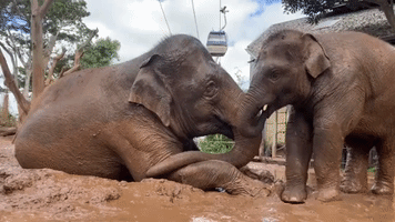 Mischievous Calf 'Celebrates' World Elephant Day With His Mom at Taronga Zoo