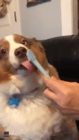 Scrubbing Those Canines: Dog Brushes Up on Dental Hygiene