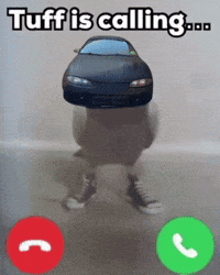 Eclipse Pigeon GIF