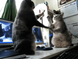 Cat GIF