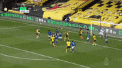 Premier League Hornets GIF by Watford Football Club