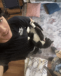 Sandcastle64 cat pip peekers pipisacat GIF