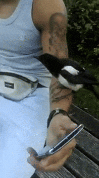 Magpie GIF