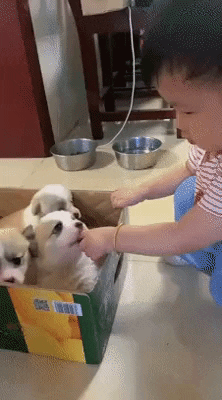cuteanimalland giphyupload GIF