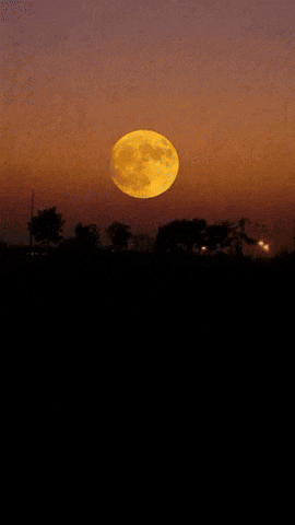 Simongip giphyupload GIF