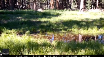 South Lake Tahoe Bear Crawls Through Muddy Pond to Cool Down