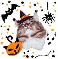 Cat Halloween Sticker