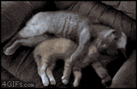 kitten spooning GIF