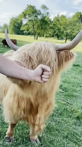 Scottish Highland Cow Chews Carer's Arm While Having Hair Brushed