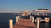florida GIF