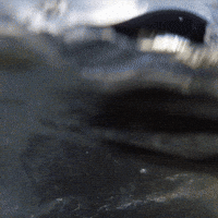 Pool Party Fun GIF by Oregon Zoo