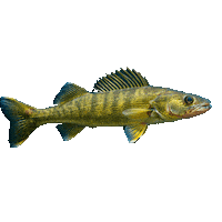 Fish Fishing Sticker