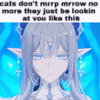 Cat Gi GIF