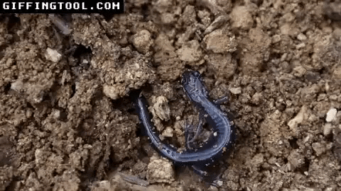 giphyupload GIF