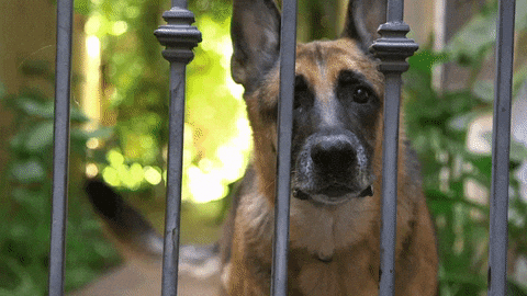 Barking Bad Dog GIF by Nat Geo Wild