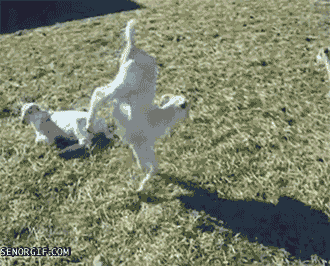 stunt goats GIF by Cheezburger