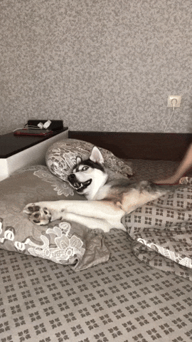 cuteanimalland giphyupload GIF