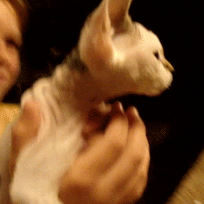 cats lol GIF by America's Funniest Home Videos