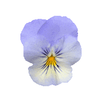 ballhort flower flowers garden bloom Sticker