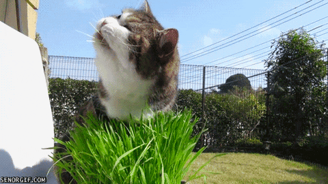 cat nom nom nom GIF by Cheezburger