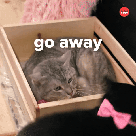 International Cat Day Cats GIF by BuzzFeed