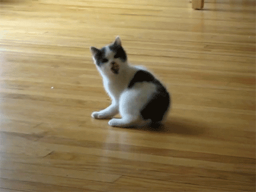 Cat Falls Over GIF