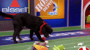 Dogs Love GIF by Puppy Bowl