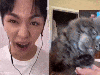 Cat Yawn GIF