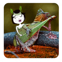 marcellemorgan music lizard GIF