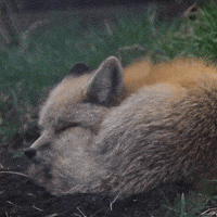 Tired Red Fox GIF by Valley Zoo Development Society