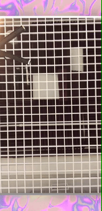 framebeta GIF