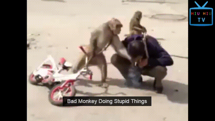 giphy.gif