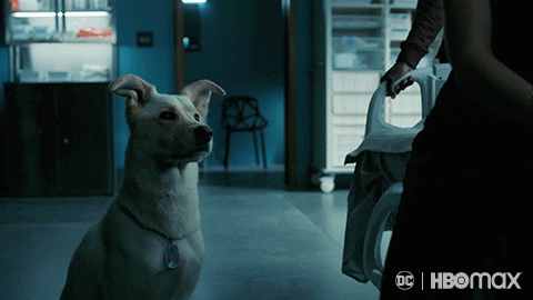 Dog What GIF by Max