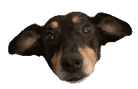 Summer Time Party Sticker