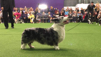 dog show dogs GIF by Westminster Kennel Club