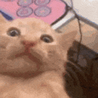 Cat GIF