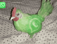 Chicken Pfp GIF