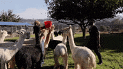 king keraun sheep GIF by Fuse