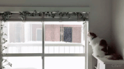 cat window GIF