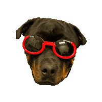 Cat Dog Sticker by Animal Rehabilitation Center